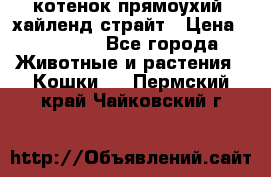 котенок прямоухий  хайленд страйт › Цена ­ 10 000 - Все города Животные и растения » Кошки   . Пермский край,Чайковский г.